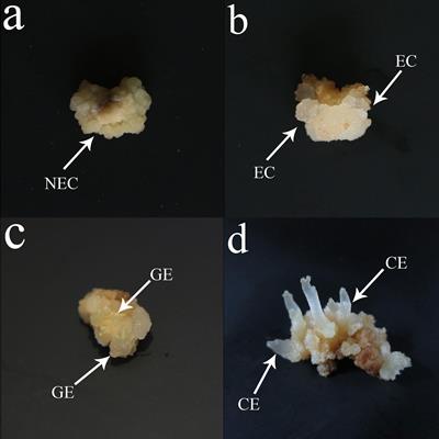 Changes and transcriptome regulation of endogenous hormones during somatic embryogenesis in Ormosia henryi Prain